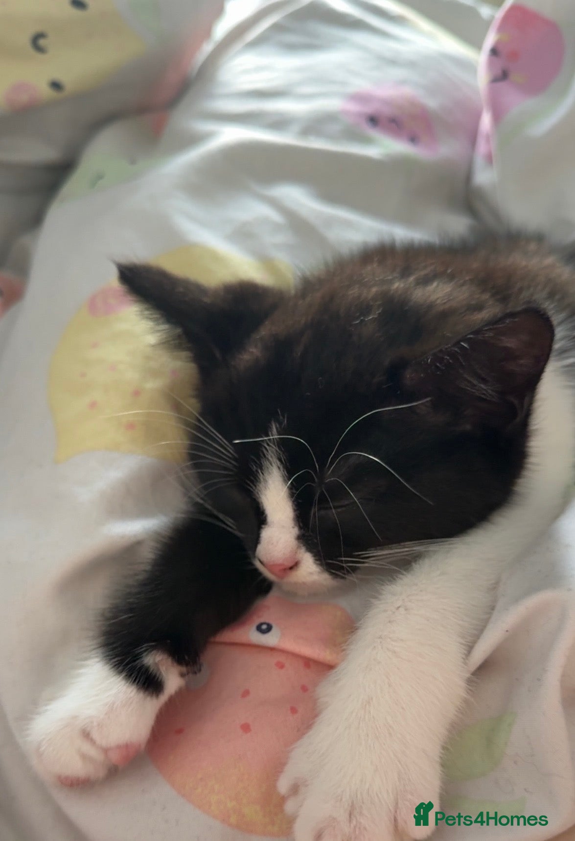 Mixed Breed cats Fluffy Ragdoll x Shorthair Kittens -ready now - Advert 6