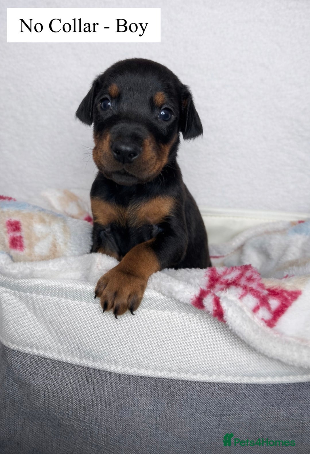 Dobermann dogs for sale: 🩶 Top quality KC registered Doberman puppies! 🩶 - Advert 7