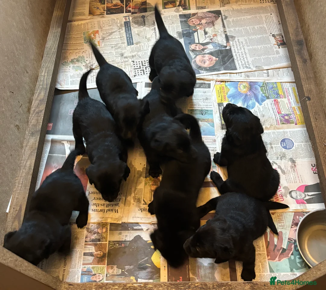 Labrador Retriever dogs for sale: Beautiful black Labrador puppies - Advert 6