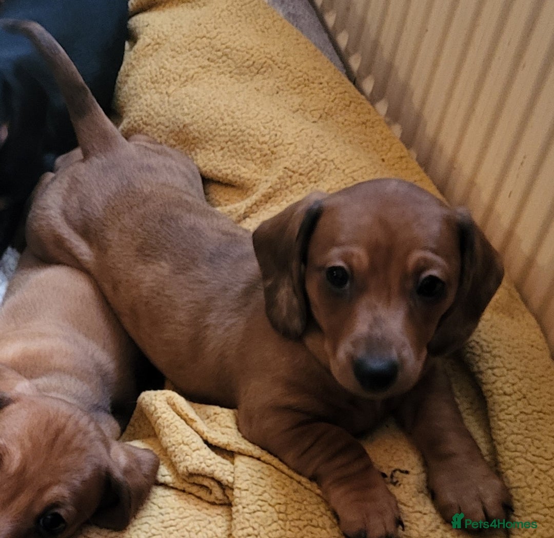 Miniature Dachshund dogs for sale: Ready to leave Miniature dachshunds cearphilly  - Image 25