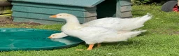 Geese poultry for sale: Sebastopol Goslings  in Malpas - Advert 4