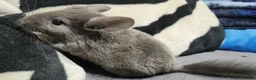 Chinchilla rodents for sale: baby chinchillas  - Advert 3