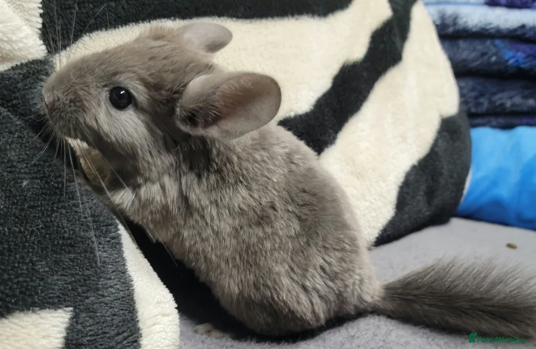 Chinchilla rodents for sale: baby chinchillas  - Advert 3
