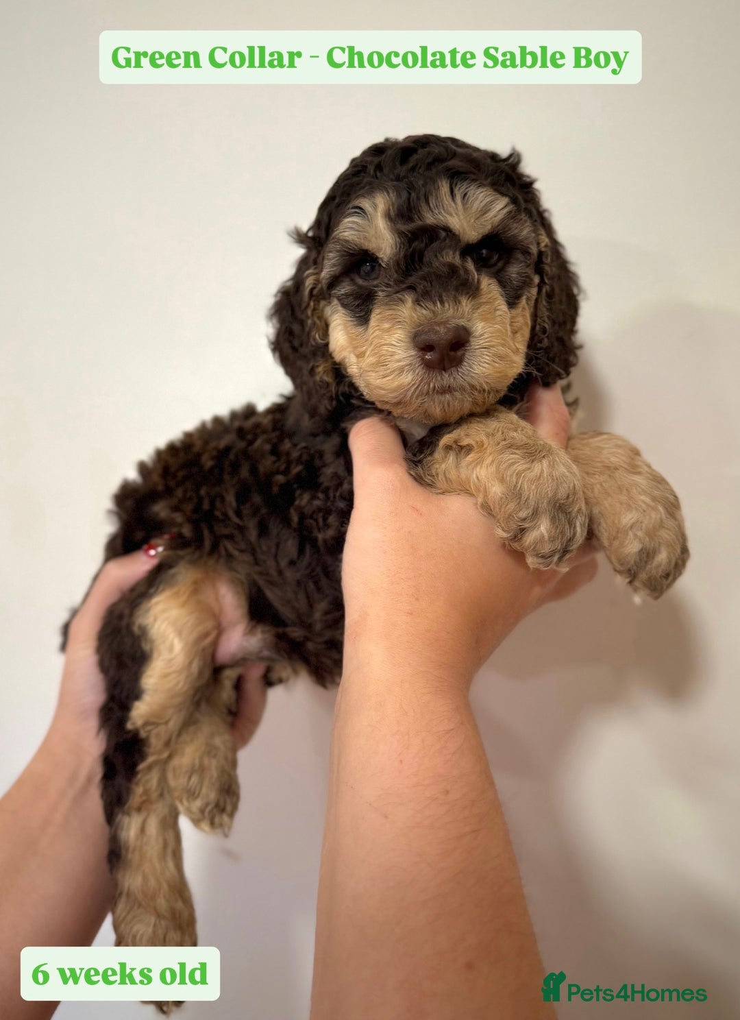 Cockapoo dogs for sale: Waiting-List Open - DNA Tested Cockapoo Puppies 🧬 - Advert 12
