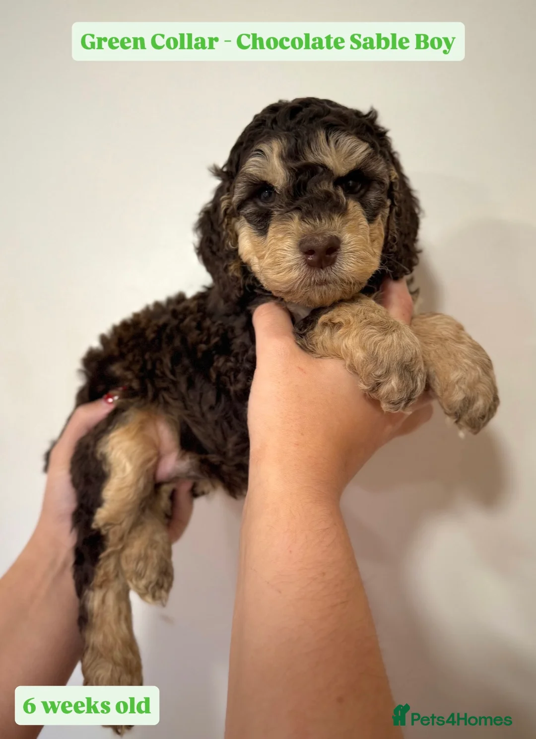 Cockapoo dogs for sale: Waiting-List Open - DNA Tested Cockapoo Puppies 🧬 - Advert 12