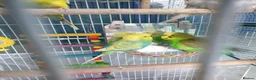 Budgerigars birds for sale: Buggies various colours - Advert 8