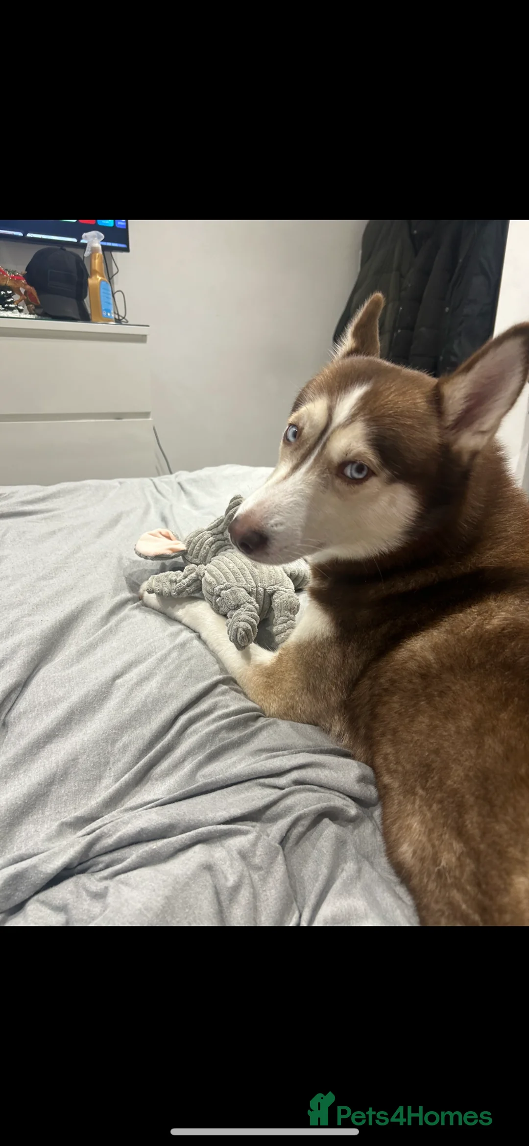 Siberian Husky dogs for sale: Female Siberian husky  - Advert 2