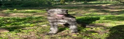 Deerhound dogs for sale: KC Reg Scottish Deerhound Puppy - Advert 4