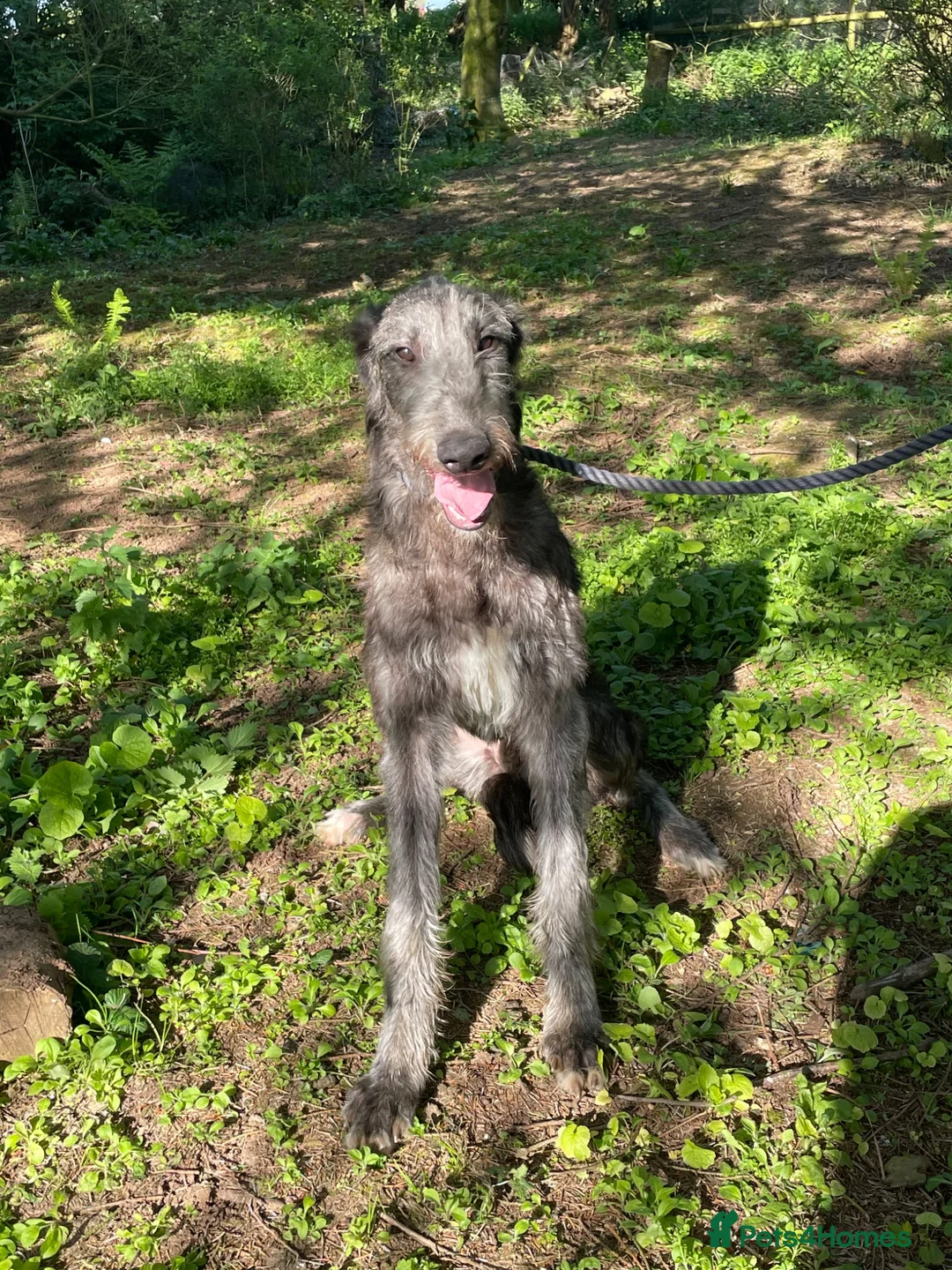 Deerhound dogs for sale: KC Reg Scottish Deerhound Puppy - Advert 4