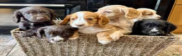 Cocker Spaniel dogs for sale: 🐾 Beautiful Working RKC Cocker Spaniel Puppies🐾 - Advert 2