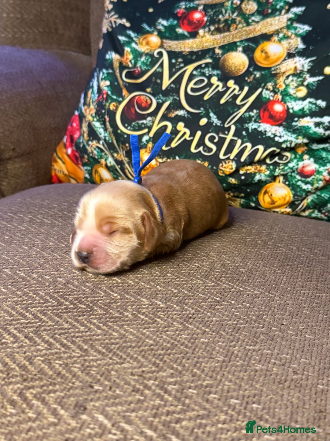 Cocker Spaniel dogs for sale: KC Registered & Fully DNA tested  - Advert 8