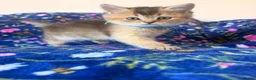 Scottish Fold cats for sale: Beautiful Scottish Fold kittens - Advert 13