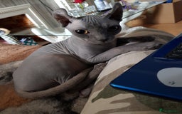Sphynx cats for adoption: Sphynx elf girl 7years old - Image 1