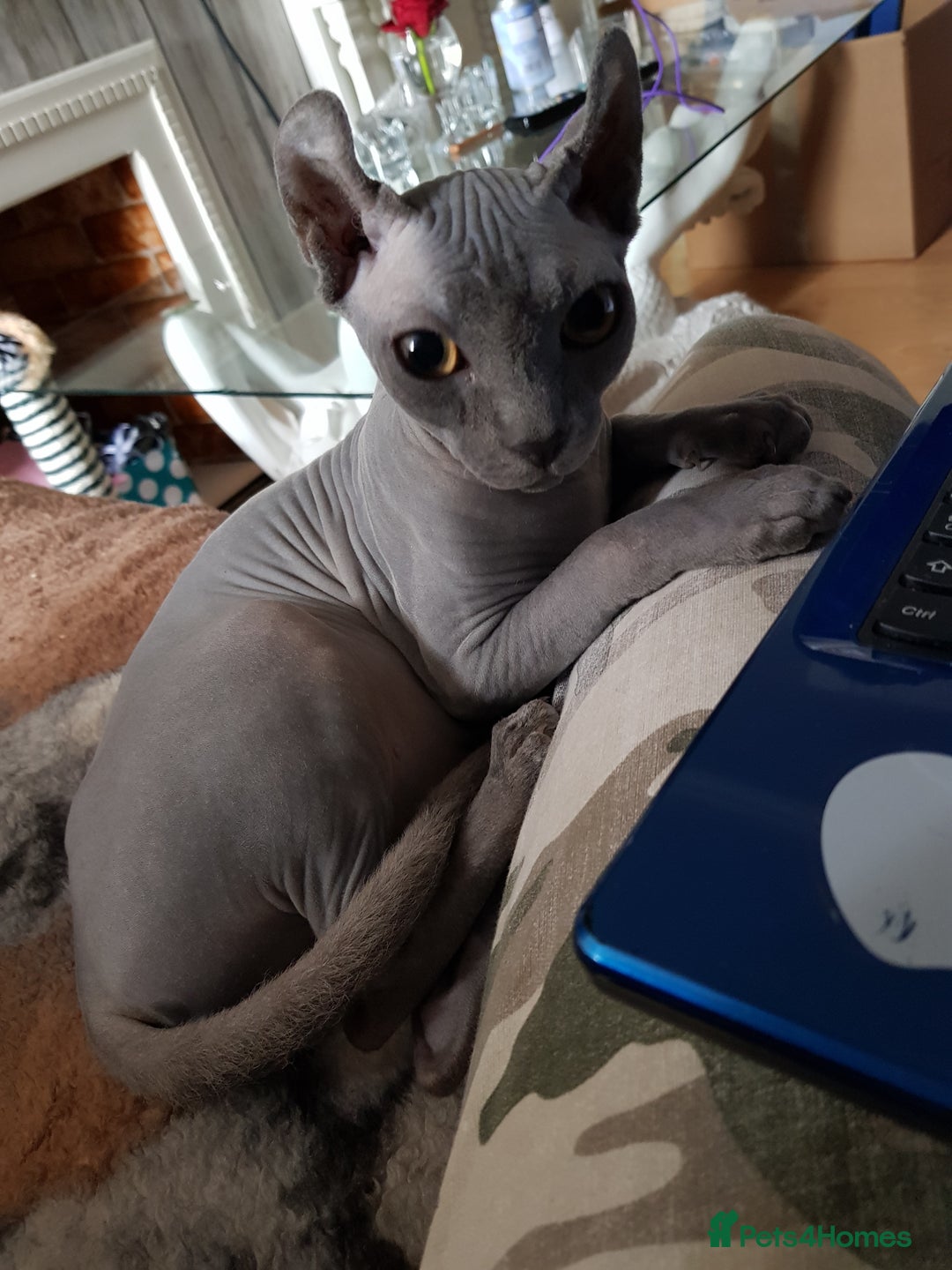 Sphynx cats for adoption: Sphynx elf girl 7years old - Image 1