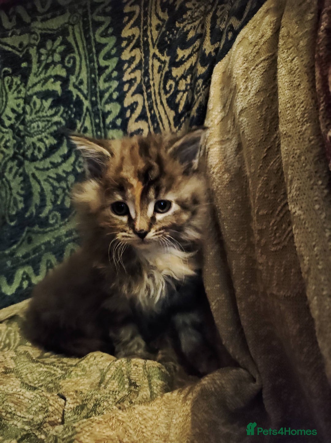 Maine Coon cats for sale: Half maine coon girls kittens - Advert 3