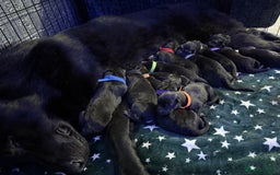 German Shepherd dogs for sale: German shepherd puppies  - Image 4