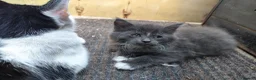 Mixed Breed cats for sale: Kitten for rehoming  in Mansfield - Advert 25