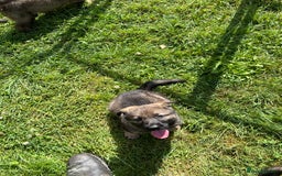 German Shepherd dogs for sale: German Shepherd Pups  - Image 16