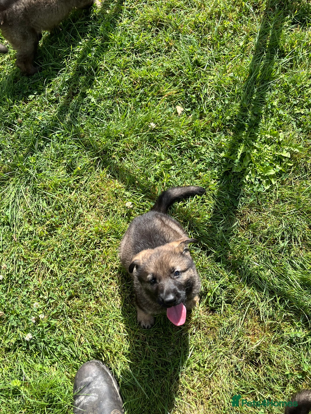 German Shepherd dogs for sale: German Shepherd Pups  - Image 16