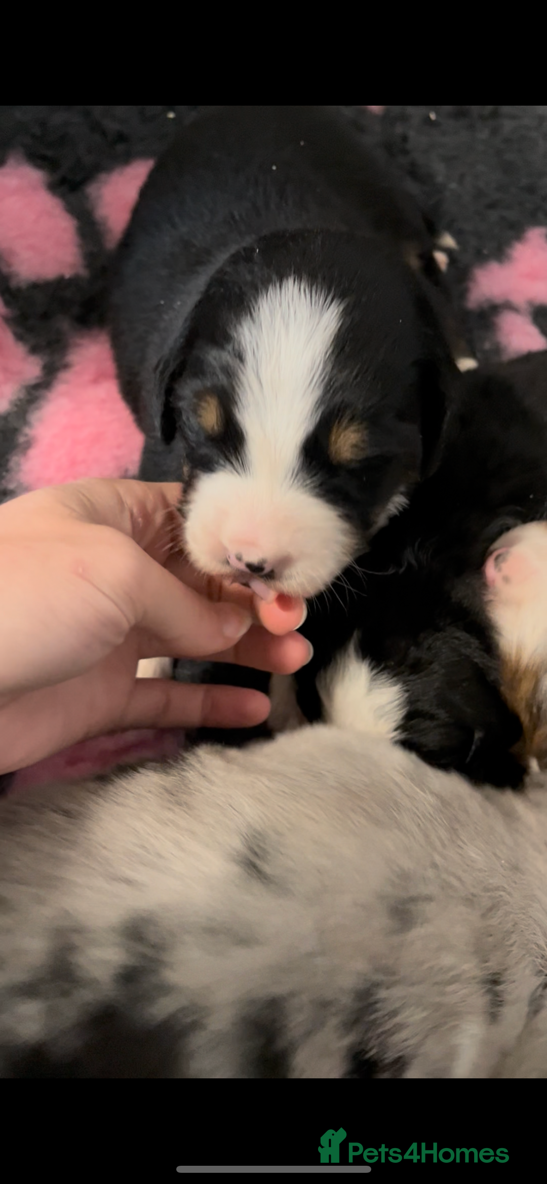 Mixed Breed dogs for sale: Merle & Tricolour Australian Mountain Dog Puppies - Image 6