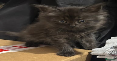 Maine Coon cats - Advert 10
