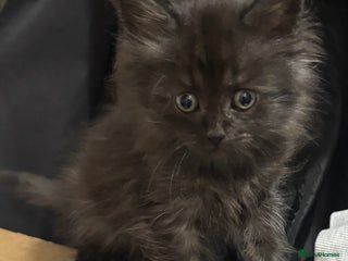 Maine Coon cats - Advert 6