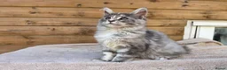 Maine Coon cats for sale: Maine Coon Kittens  - Advert 20