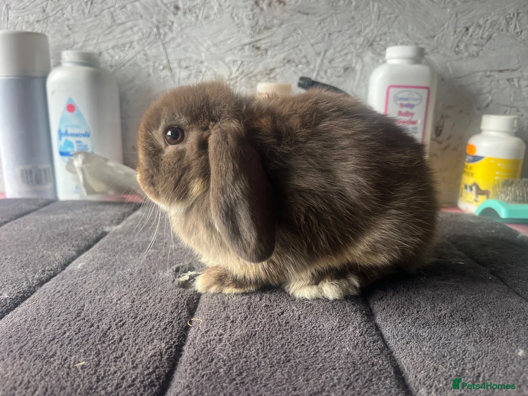 Mini Lop rabbits for sale: Pure mini lop  - Advert 2