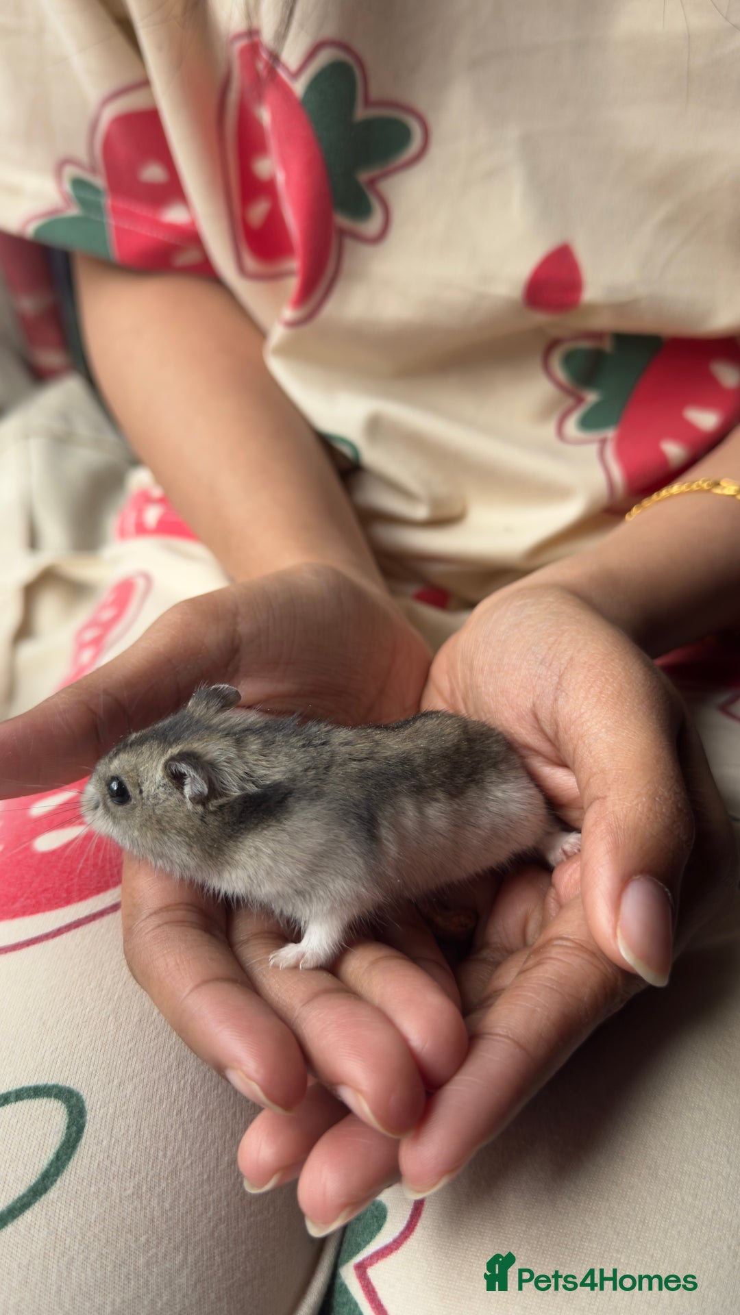 Hamster rodents for sale: Female Russian dwarf hamster looking for a newhome - Image 3