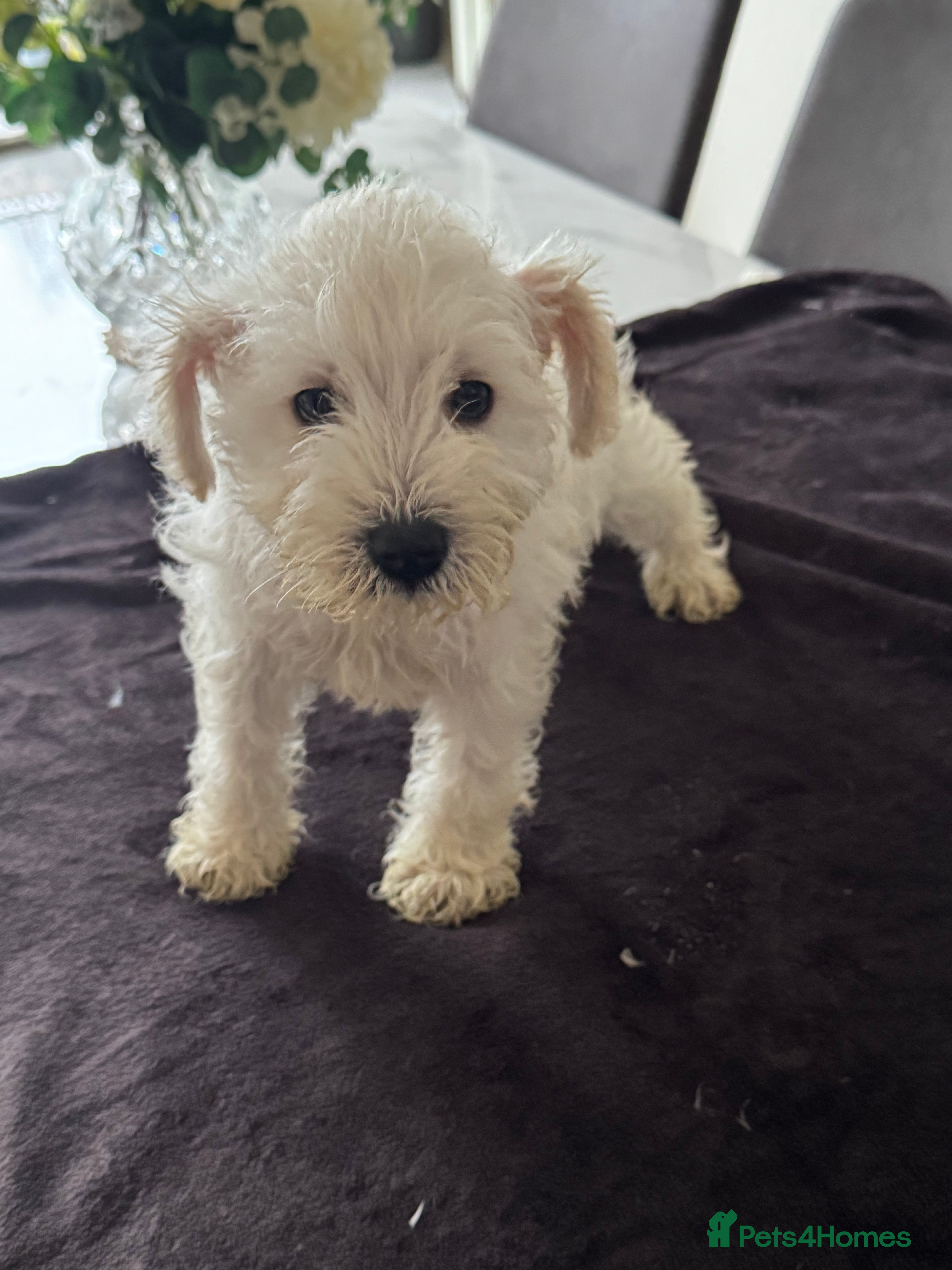 Miniature Schnauzer dogs KC reg fully health checked Mini Schnauzer puppies - Advert 2