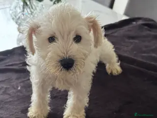 Miniature Schnauzer dogs KC reg fully health checked Mini Schnauzer puppies - Advert 2