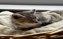 British Shorthair cats for sale: Gorgeous British Shorthair Kittens   - Image 12