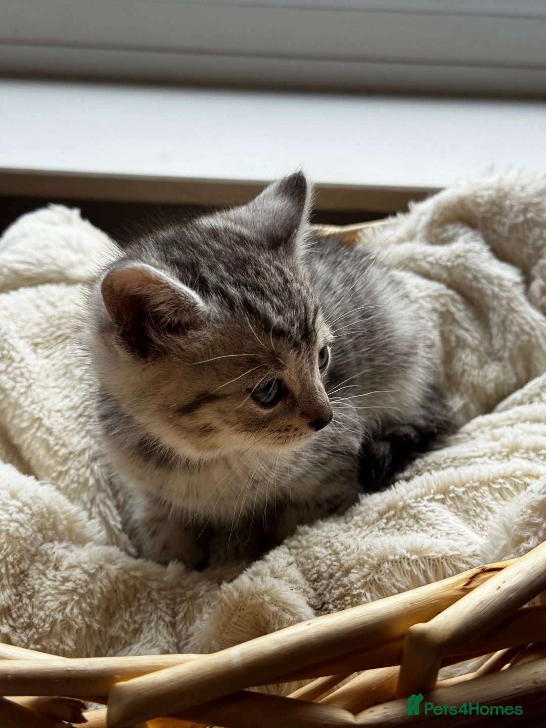 British Shorthair cats for sale: Gorgeous British Shorthair Kittens   - Image 12