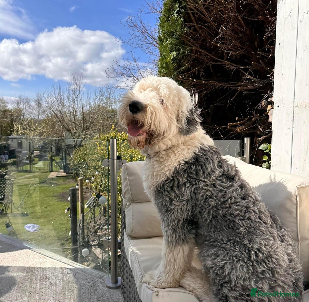 Old English Sheepdog dogs for stud: KC registered Old English Sheepdog for stud in Consett - Image 1