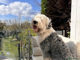 Old English Sheepdog dogs in Consett - Advert 1