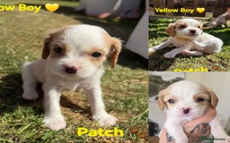 Cavachon dogs for sale: Cavalier King Charles x Cavachon - Image 29