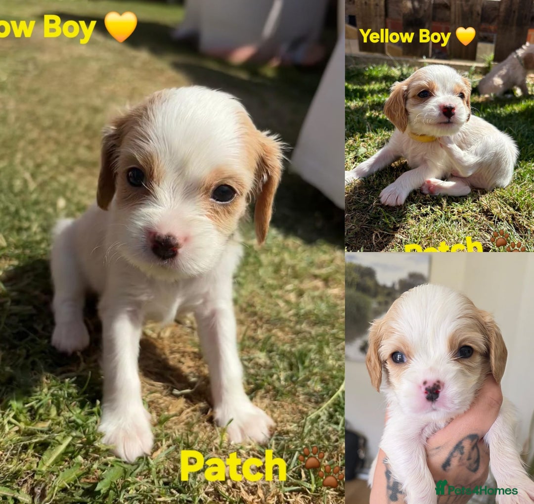 Cavachon dogs for sale: Cavalier King Charles x Cavachon - Image 29
