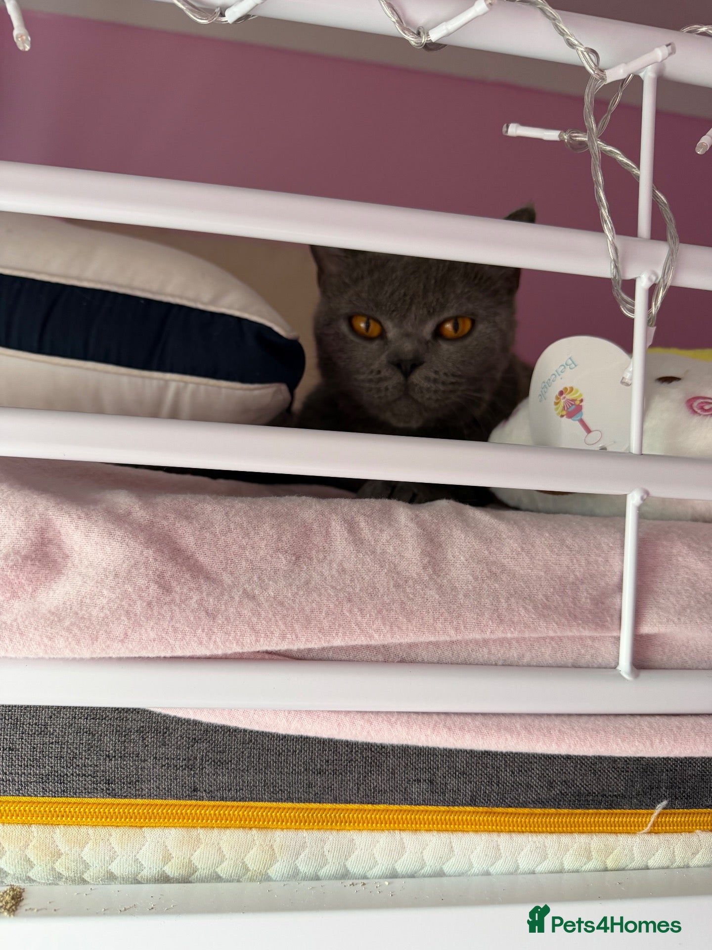 British Shorthair cats British short fur cat female aged two  - Advert 3