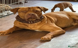Mixed Breed dogs for sale: Dogue de bordeaux cross spaniel - Image 2