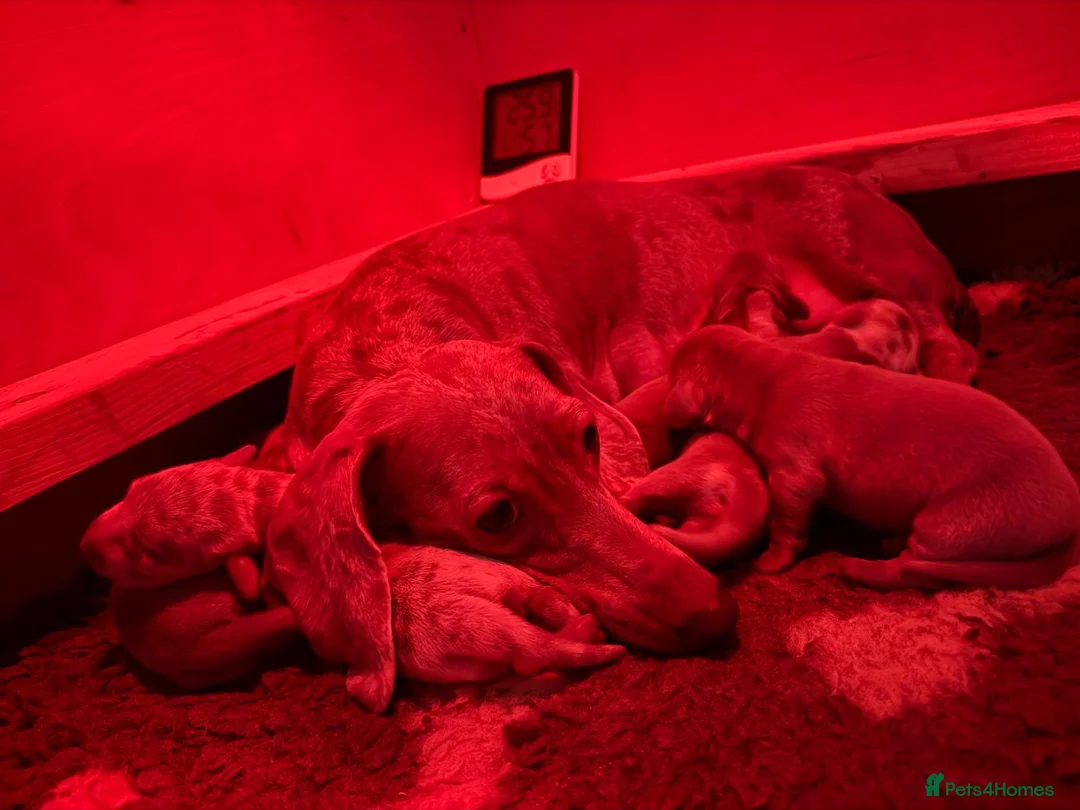 Miniature Dachshund dogs for sale: LAST BOY! MINIATURE ISABELLA DACHSHUND - Advert 10