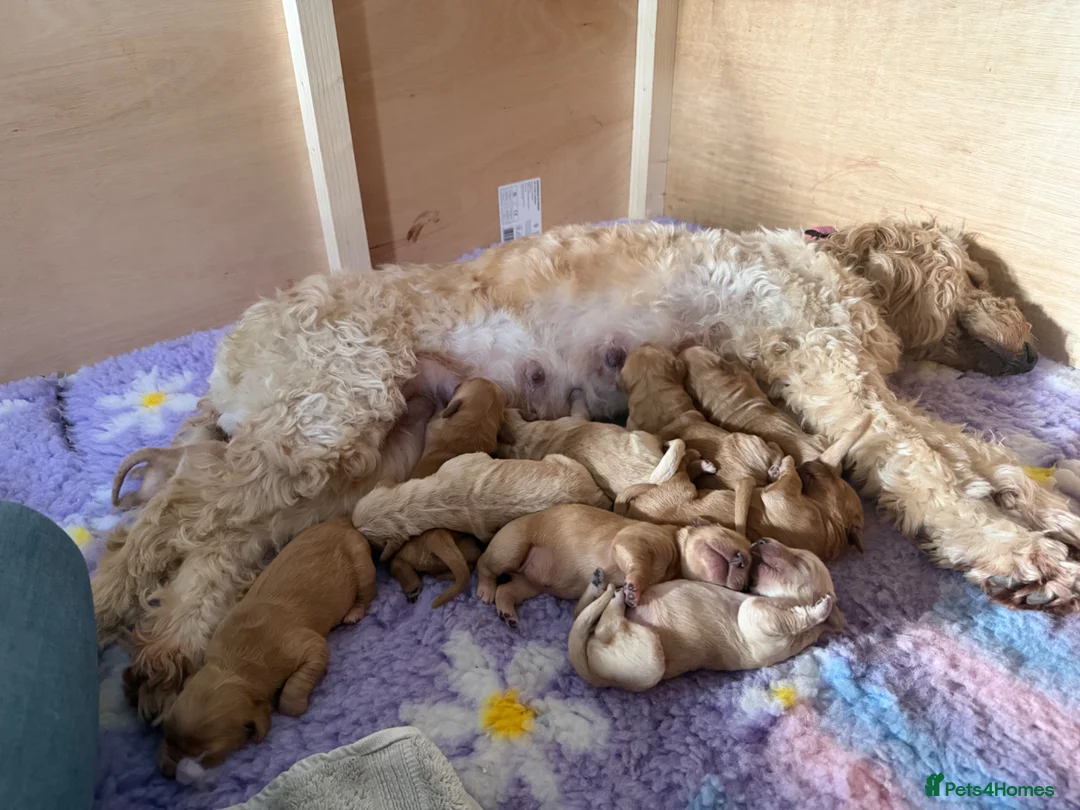 Goldendoodle dogs for sale: Goldendoodle Puppies  - Advert 4