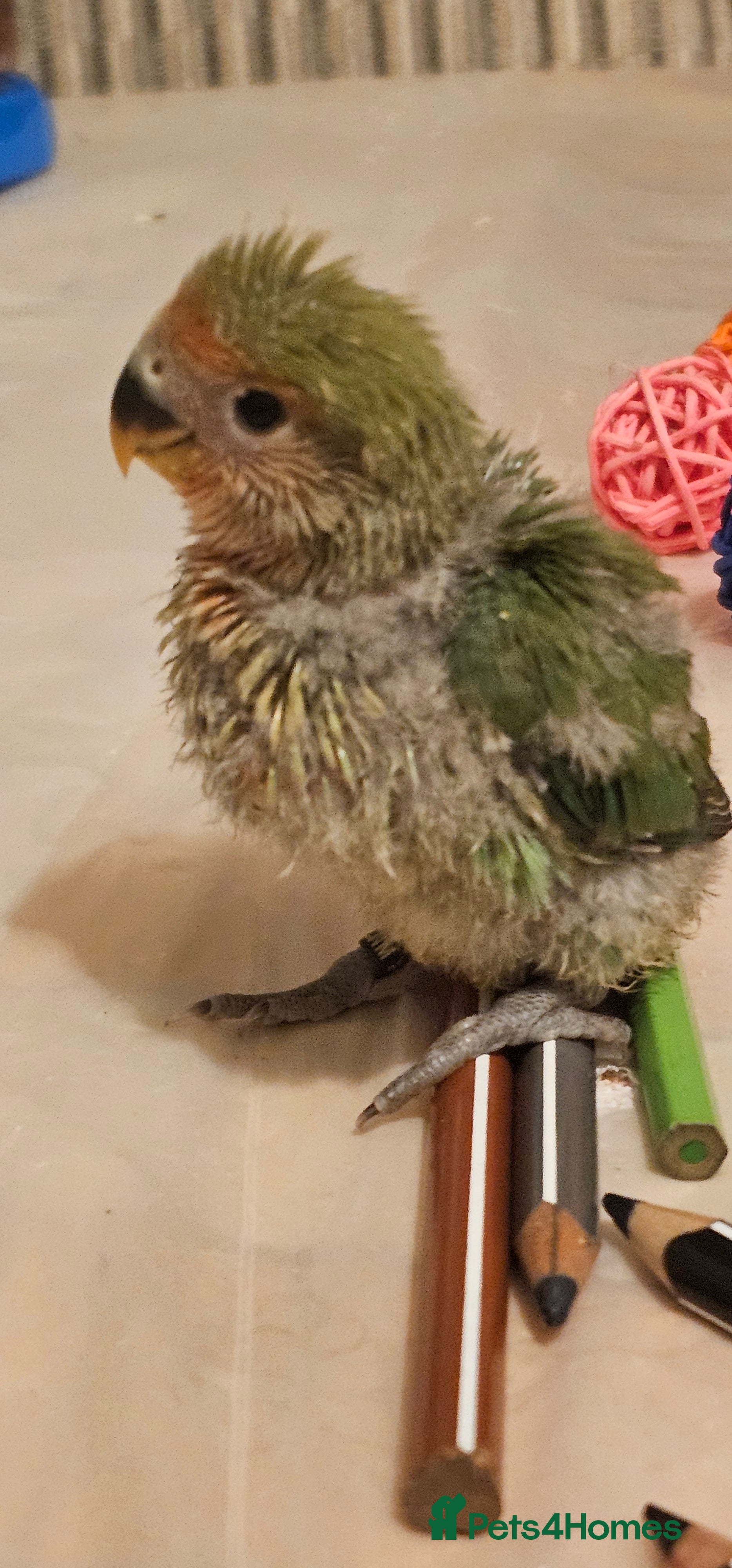 Lovebirds birds 3 Baby lovebirds - Advert 3