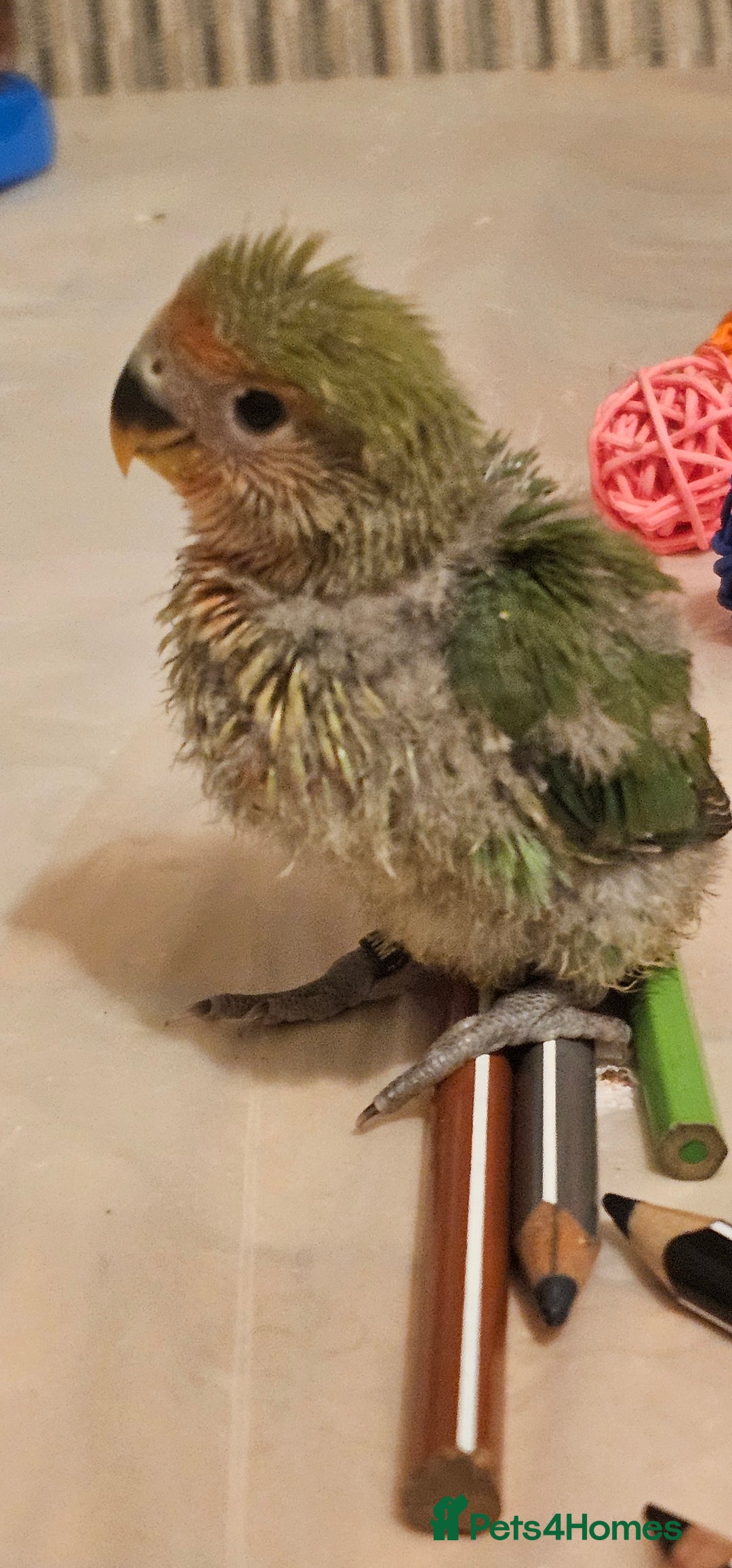 Lovebirds birds for sale: 3 Baby lovebirds - Advert 1