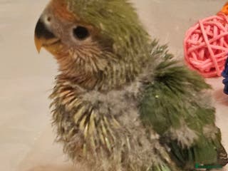 Lovebirds birds 3 Baby lovebirds - Advert 9