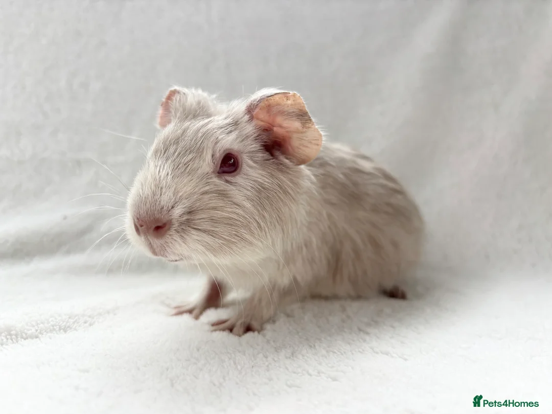 Guinea Pig rodents for sale: Beautiful male piggy  - Advert 2