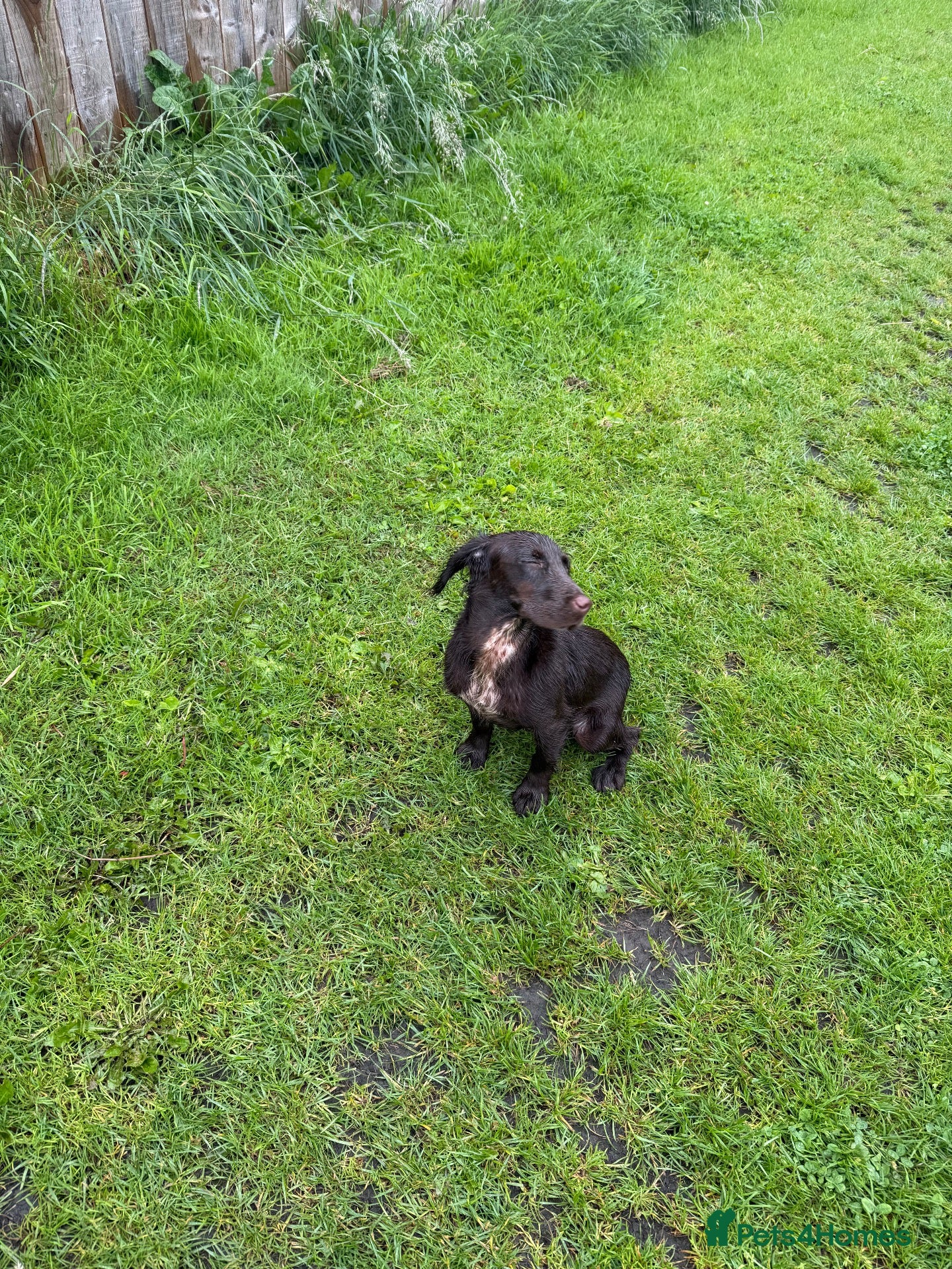 Cocker Spaniel dogs Female cocker spaniel - Advert 1