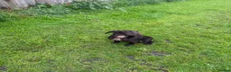 Cocker Spaniel dogs for sale: Female cocker spaniel - Advert 1
