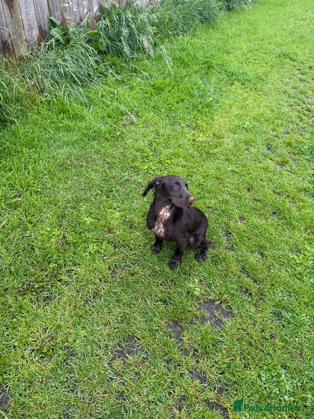 Cocker Spaniel dogs for sale: Female cocker spaniel - Advert 1