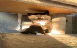 Ragdoll cats for sale: Ragdoll x Tabby Mix Kittens - Image 8