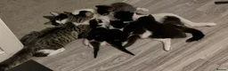 Mixed Breed cats for sale:  kittens for sale  in Newbury - Advert 6